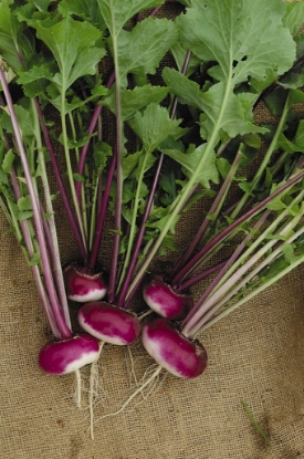 Picture of Turnip Purple Top Milan
